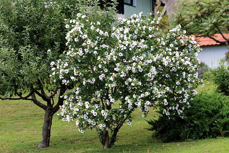 Rose of sharon tree